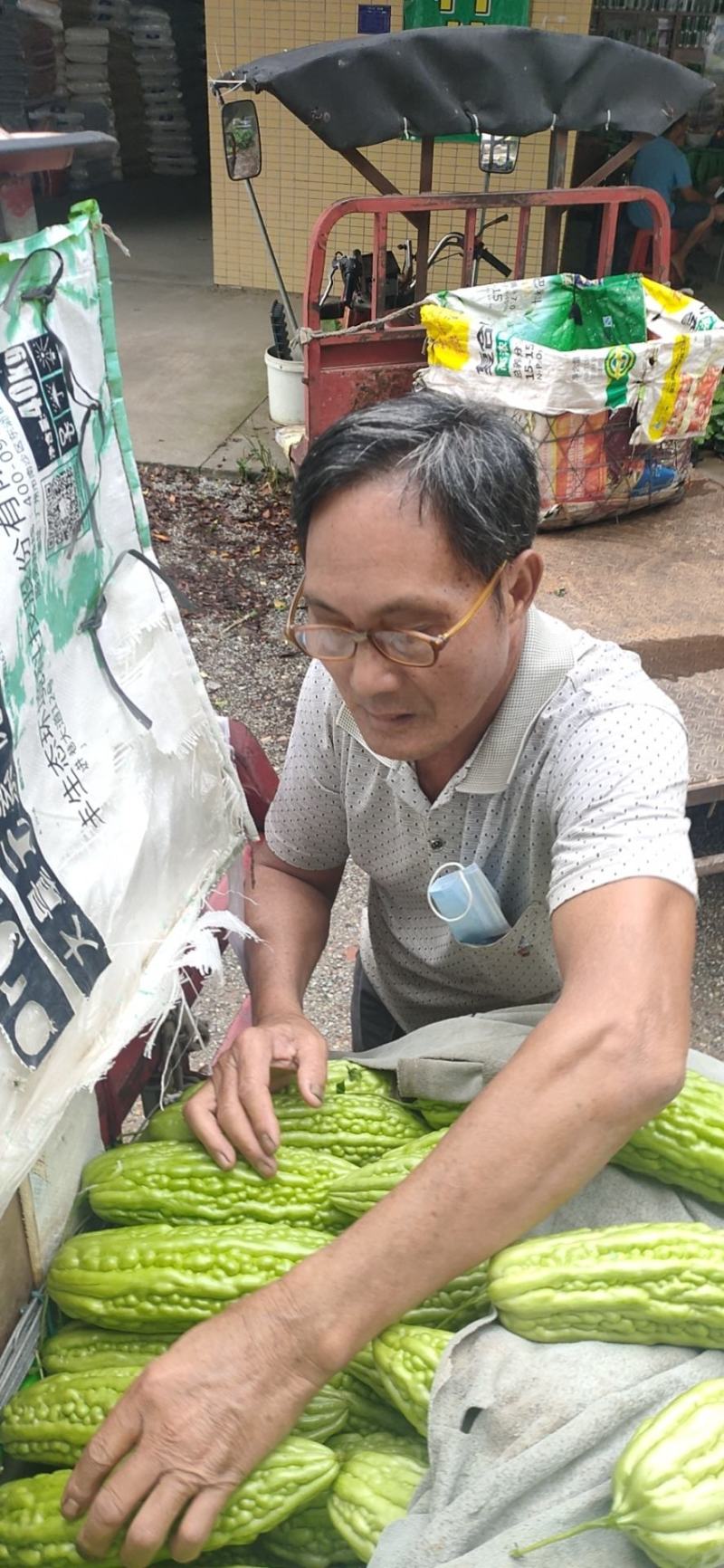 耐热大肉假珍珠苦瓜苗(广东珠三角地区热销品种)