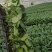 茄子苗嫁接(广茄，紫红长茄)，(瓜长度28/35公分9）