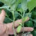 茄子苗嫁接(广茄，紫红长茄)，(瓜长度28/35公分9）