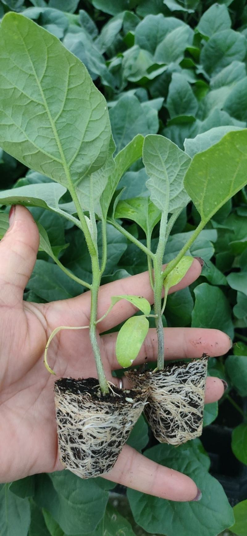 茄子苗嫁接(广茄，紫红长茄)，(瓜长度28/35公分9）