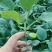 茄子苗嫁接(广茄，紫红长茄)，(瓜长度28/35公分9）