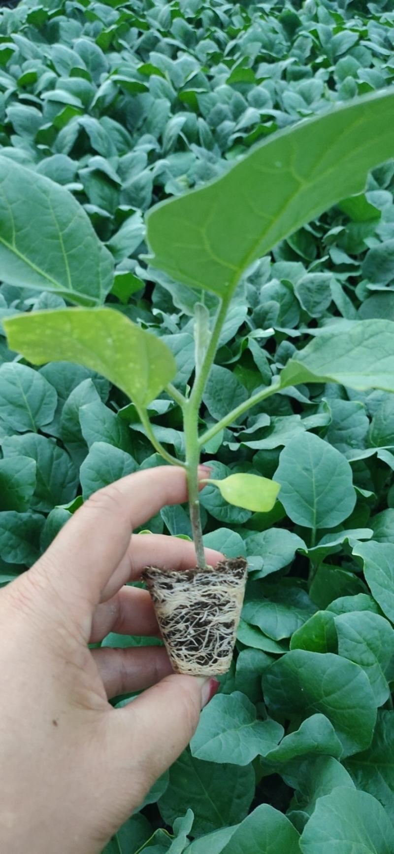 茄子苗嫁接(广茄，紫红长茄)，(瓜长度28/35公分9）