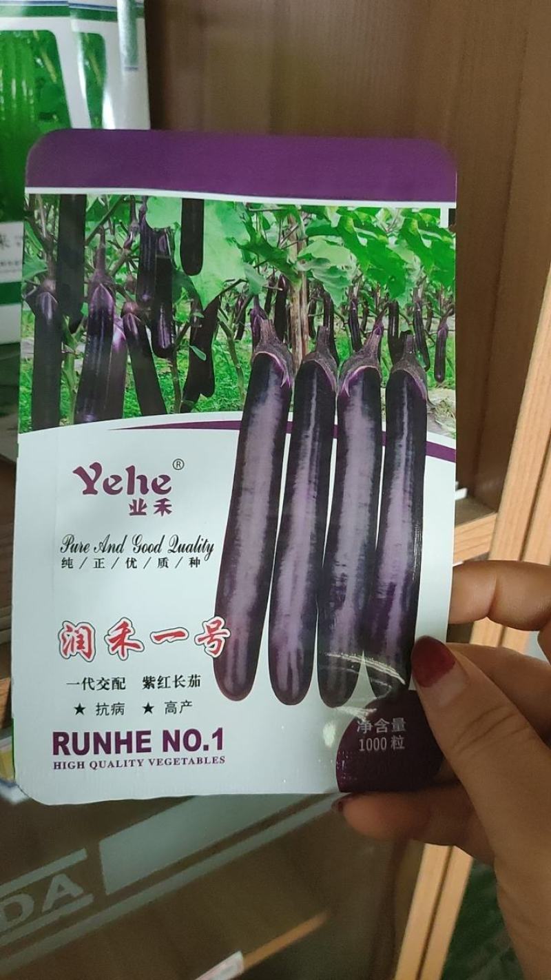 茄子苗嫁接(广茄，紫红长茄)，(瓜长度28/35公分9）
