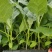 茄子苗嫁接(广茄，紫红长茄)，(瓜长度28/35公分9）