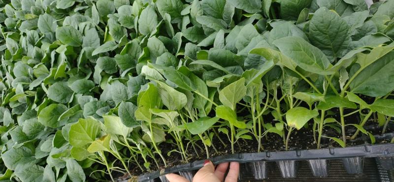 茄子苗嫁接(广茄，紫红长茄)，(瓜长度28/35公分9）