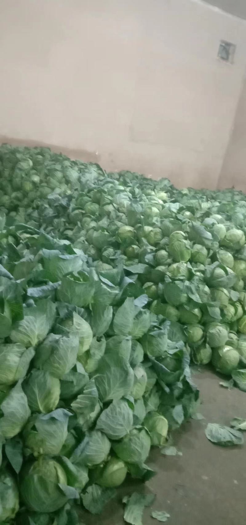 甘蓝