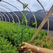 小叶栀子花
