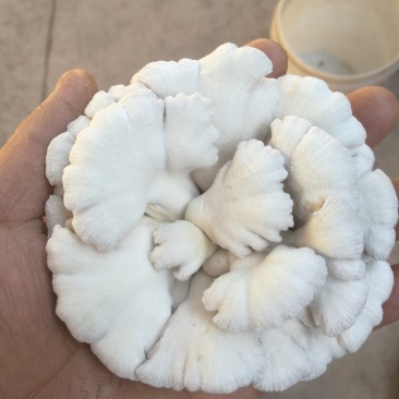 精品白参菌