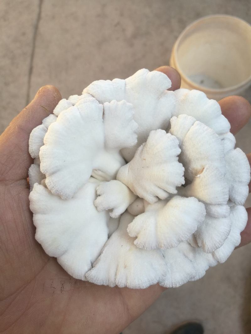 精品白参菌