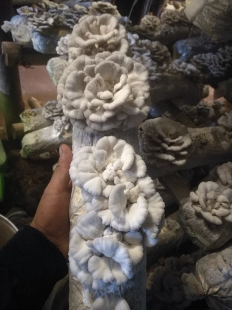 精品白参菌
