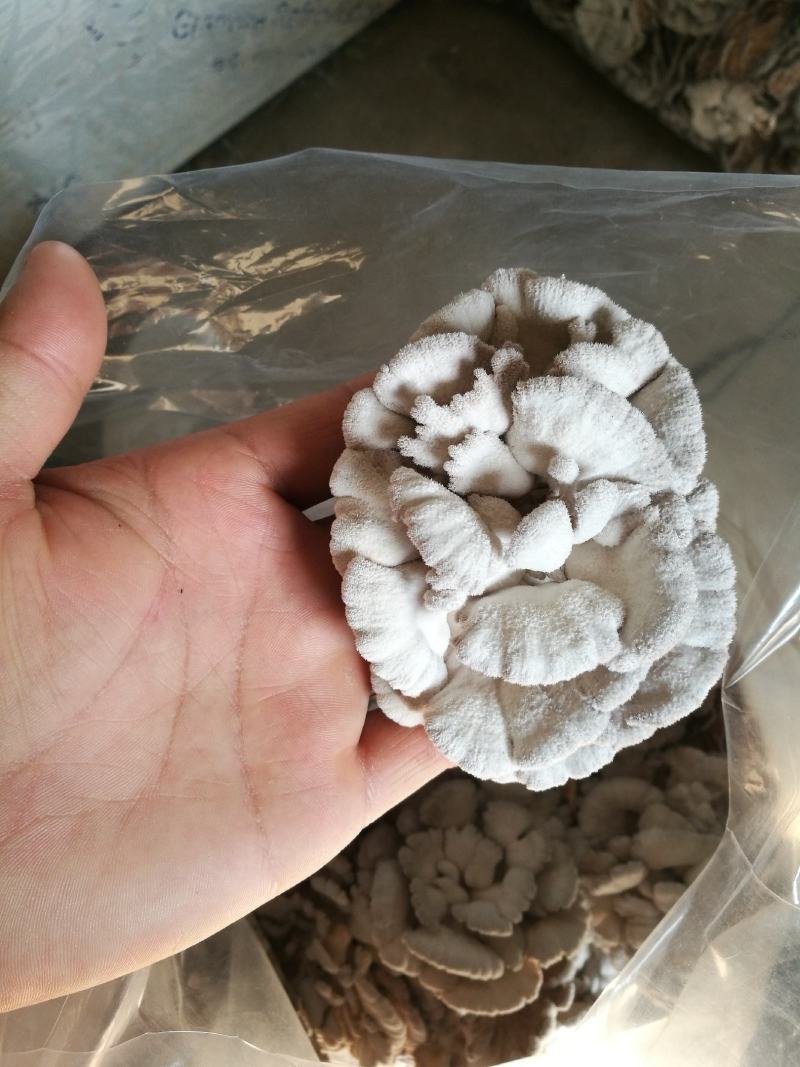 精品白参菌