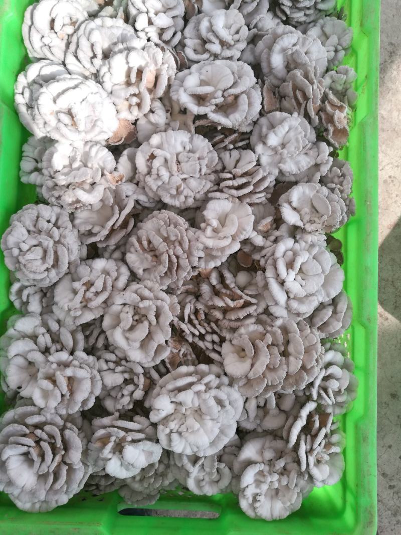 精品白参菌