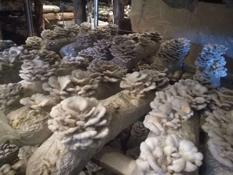 精品白参菌