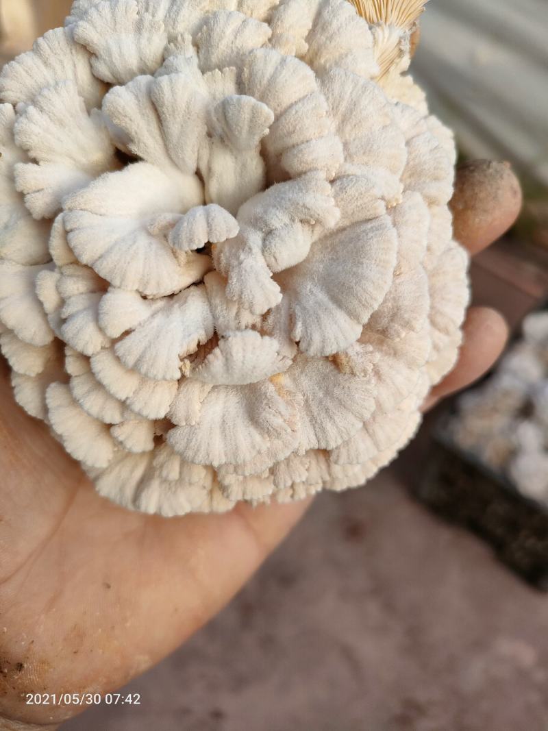 精品白参菌