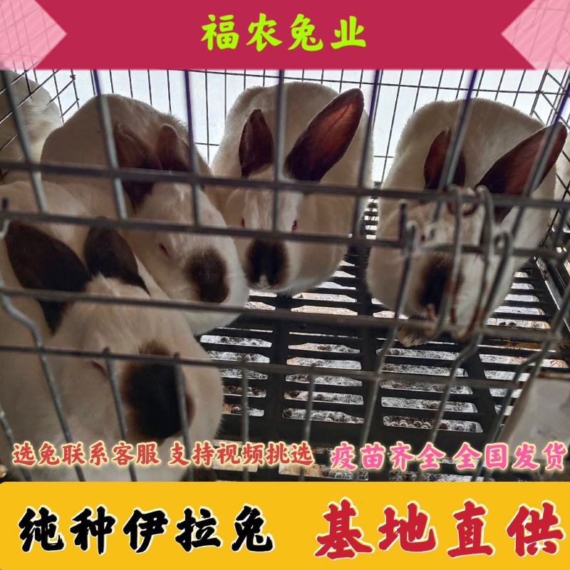 纯种伊拉八点黑兔大型肉兔活体兔子伊拉种兔