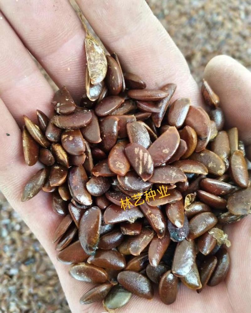 柿树种子果树柿子花好吃的柿子的果实柿子树种子