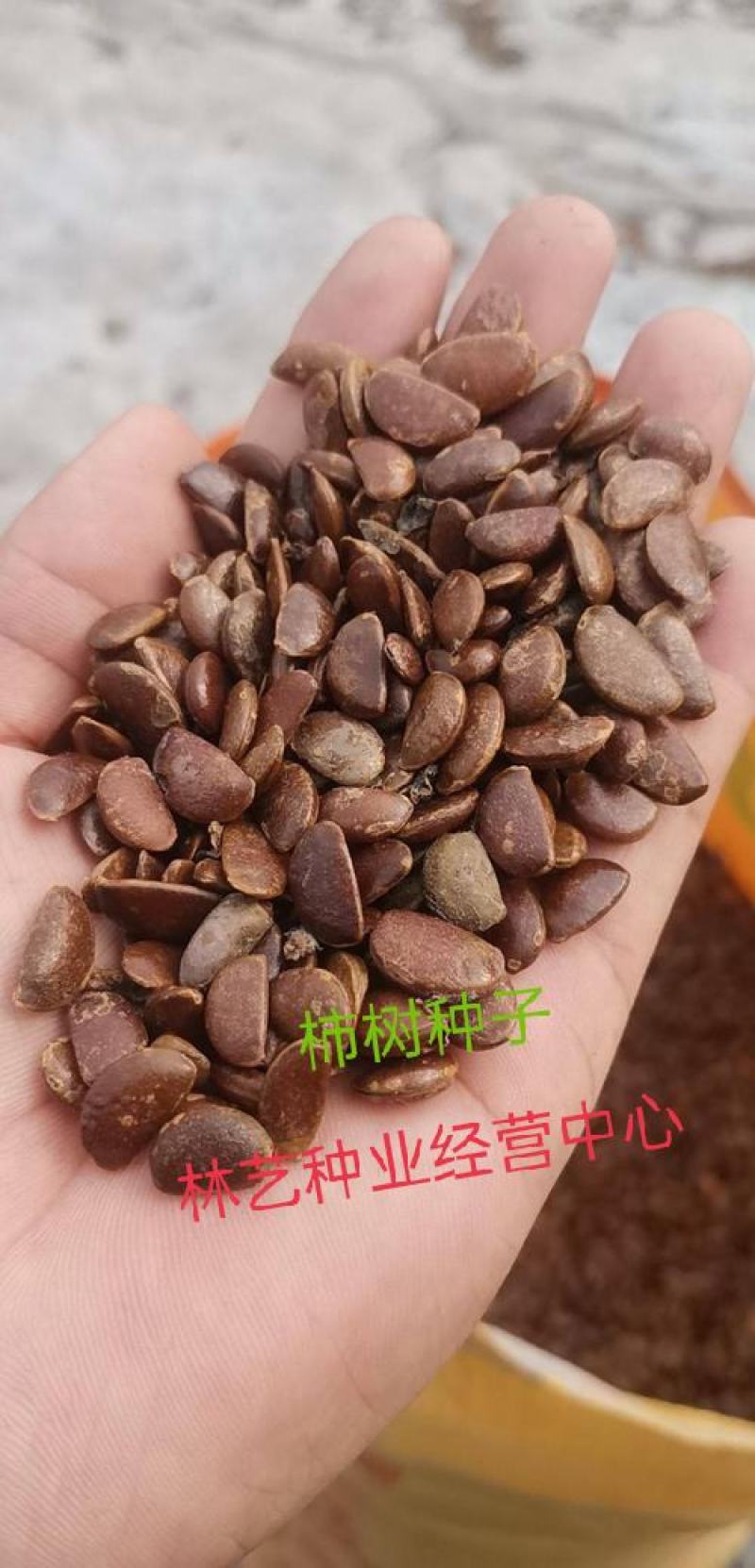 柿树种子果树柿子花好吃的柿子的果实柿子树种子