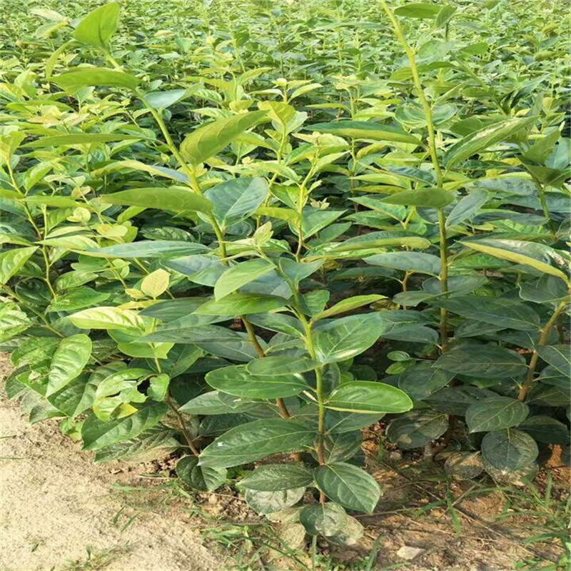 柿树种子果树柿子花好吃的柿子的果实柿子树种子