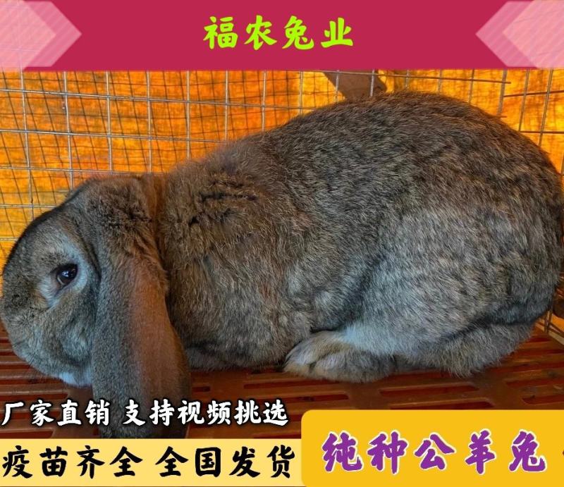 公羊兔种兔纯种公羊兔大型肉兔活体兔子疫苗齐全