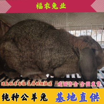 公羊兔种兔纯种公羊兔大型肉兔活体兔子疫苗齐全