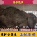 公羊兔种兔纯种公羊兔大型肉兔活体兔子疫苗齐全