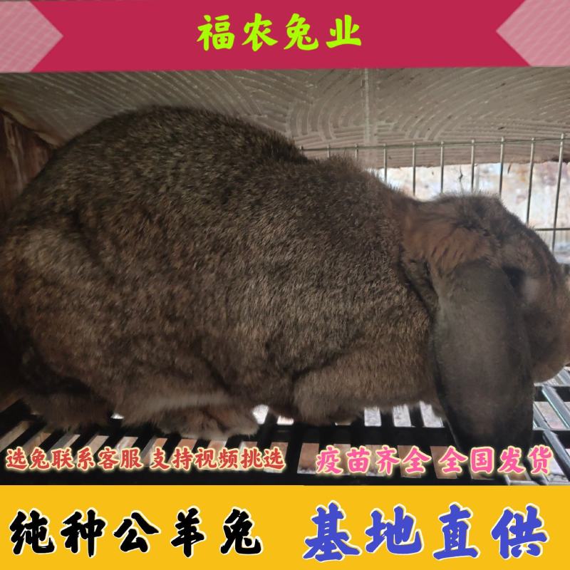 公羊兔种兔纯种公羊兔大型肉兔活体兔子疫苗齐全