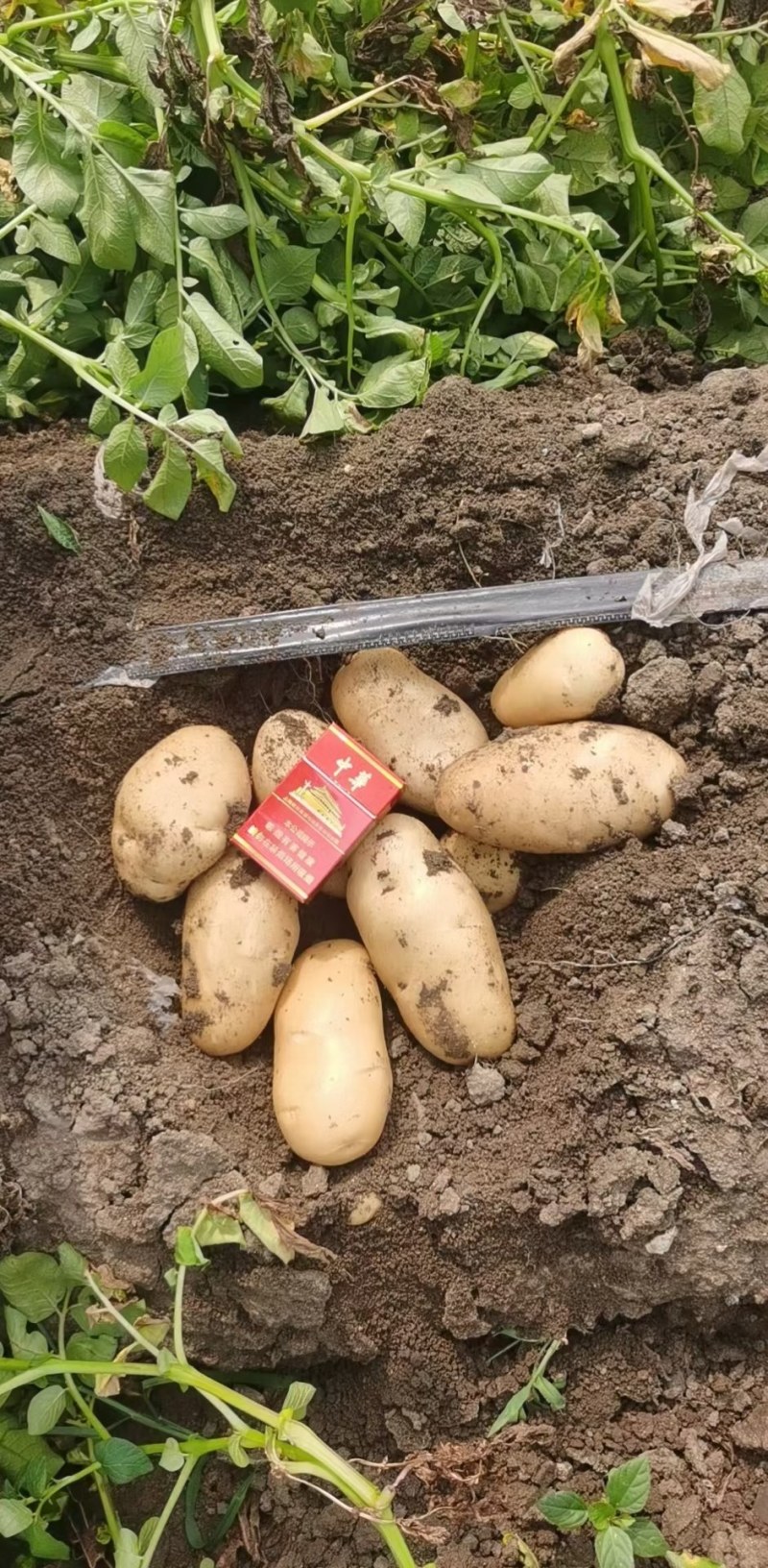 代办山东青岛区域菏兰土豆十五系列！品种多个！量大价依！