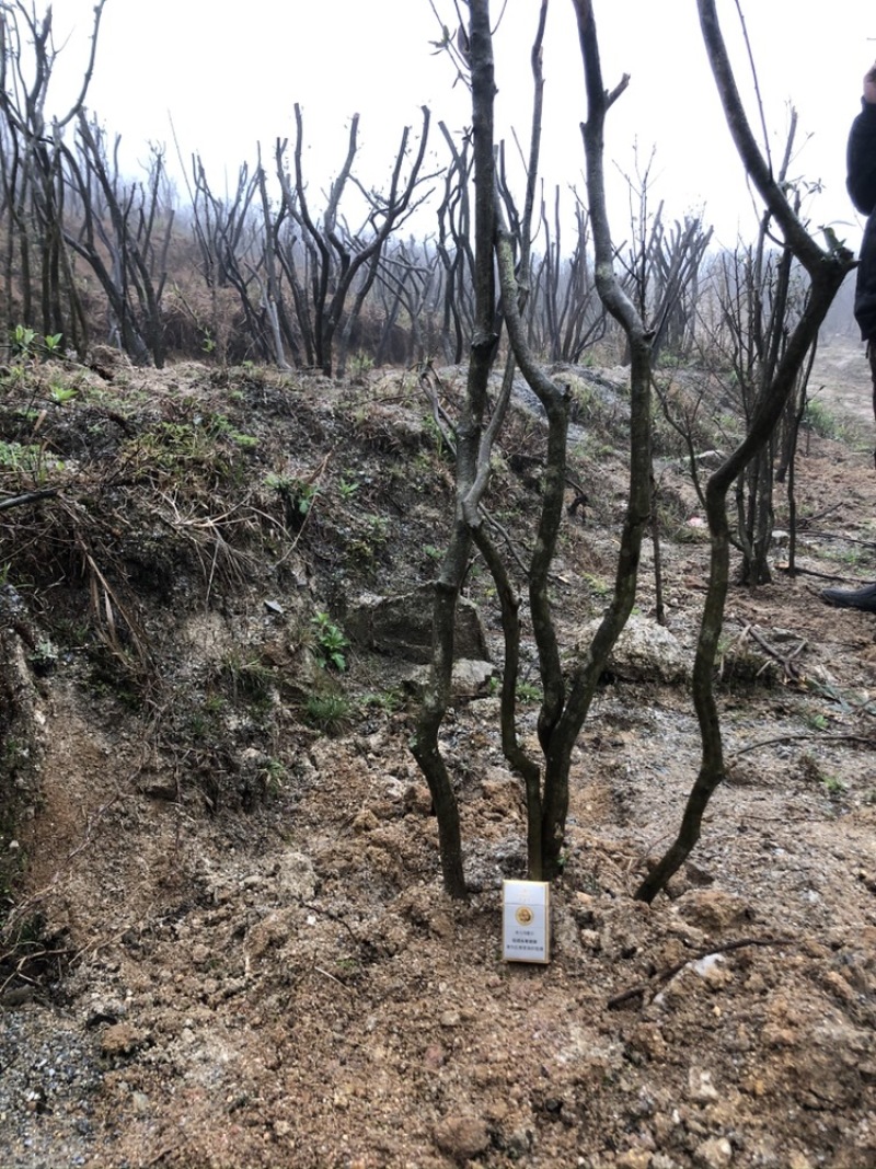 映山红5~10cm
