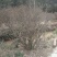 映山红5~10cm