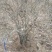 映山红5~10cm
