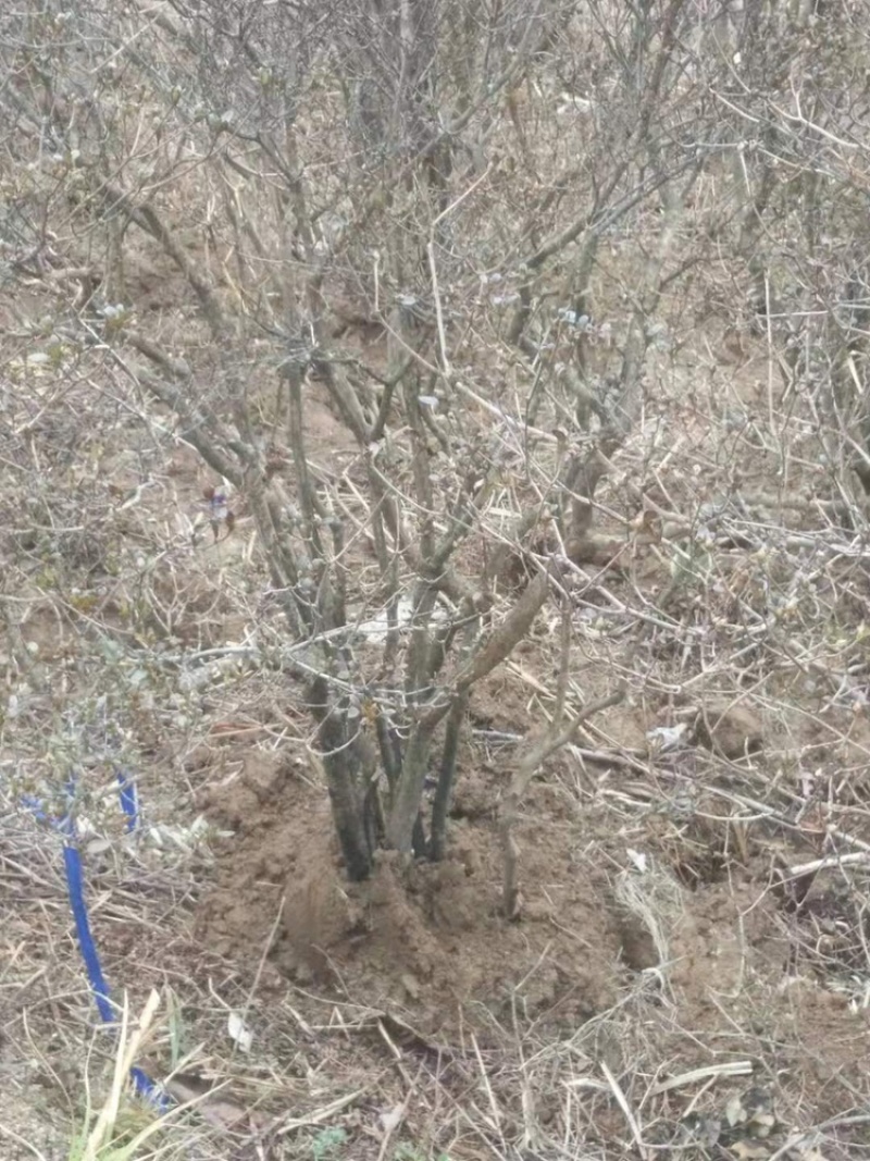 映山红5~10cm
