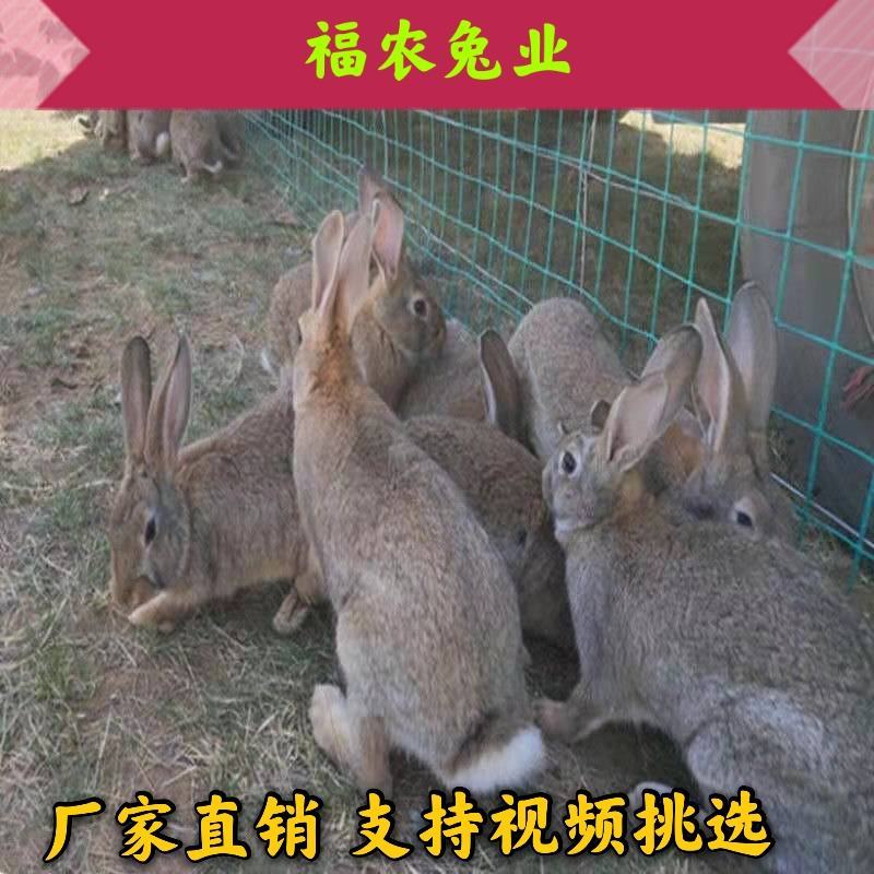 比利时兔种兔杂交比利时肉兔大型肉兔活体兔子