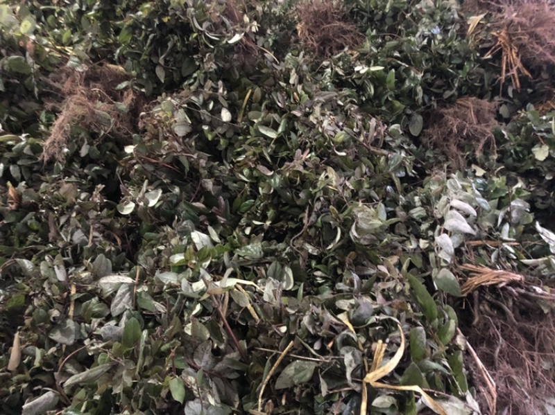 金银花1米以下