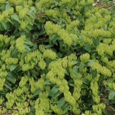 金银花1米以下