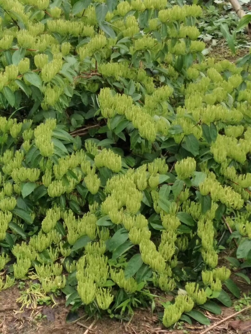 金银花1米以下