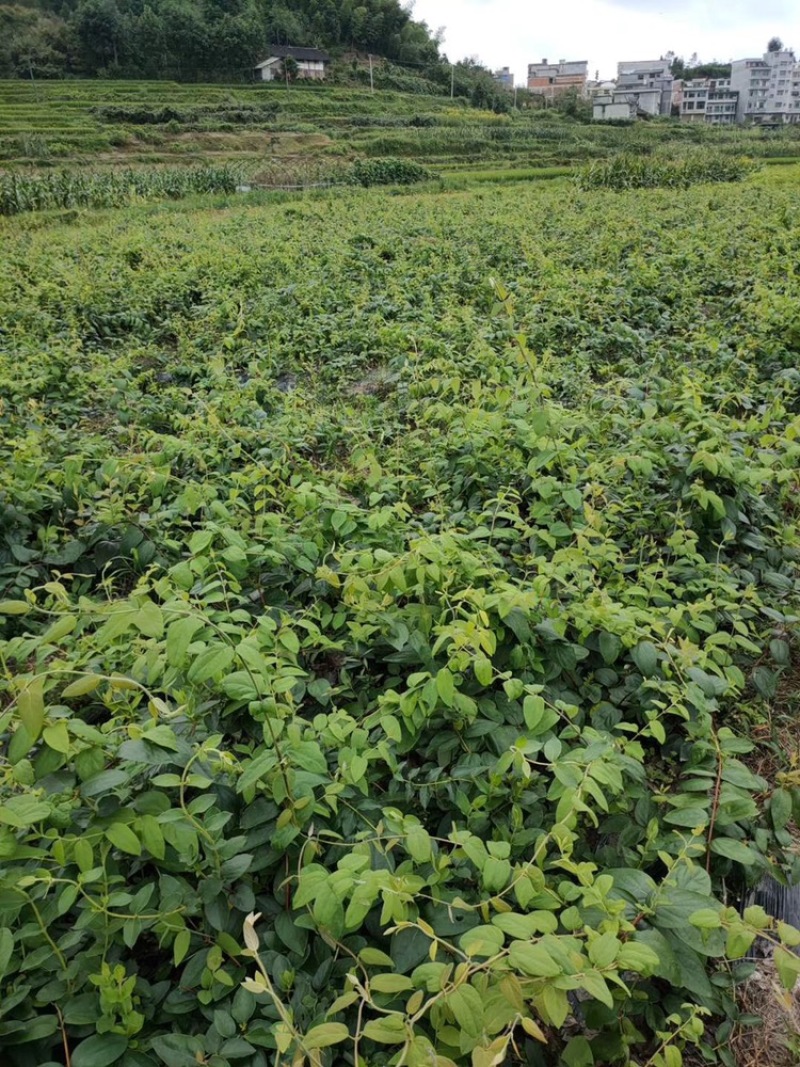 金银花1米以下