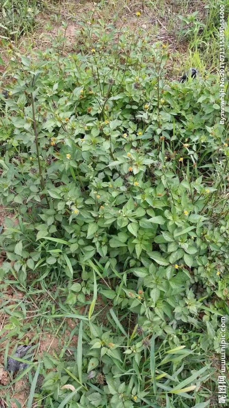 鬼针草
