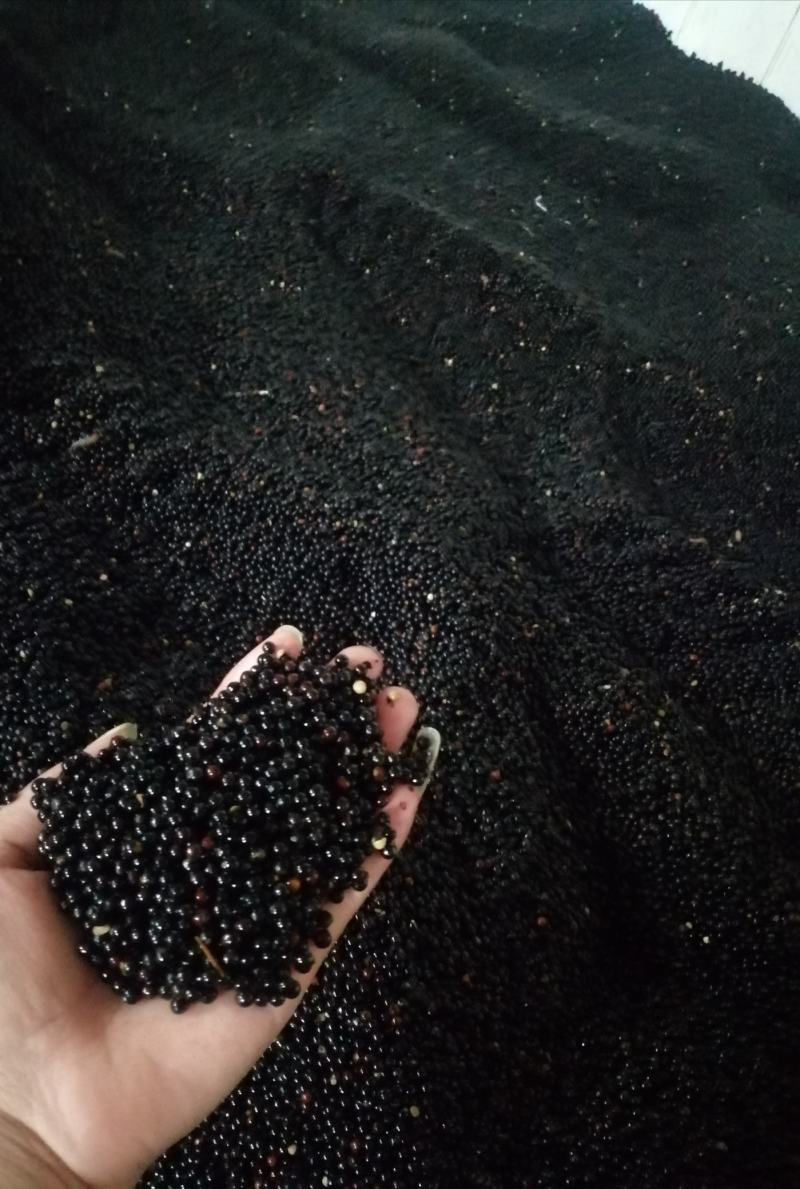 精品檫木种子