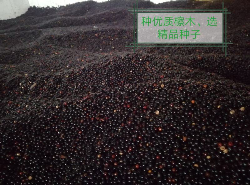 精品檫木种子