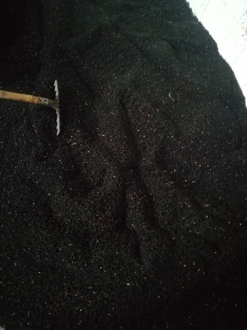 精品檫木种子