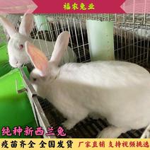 加盟养殖新西兰兔种兔免费提供养殖大棚笼具包教技术