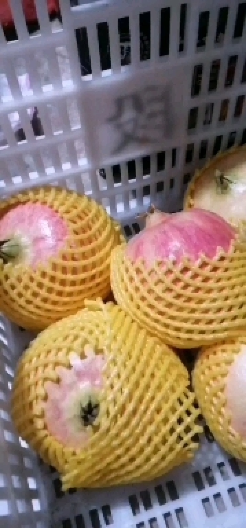 会理突尼斯软籽石榴