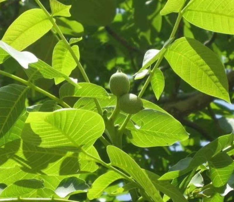 核桃种子新采核桃种子优质山核桃种子可作钻木嫁接各种核桃