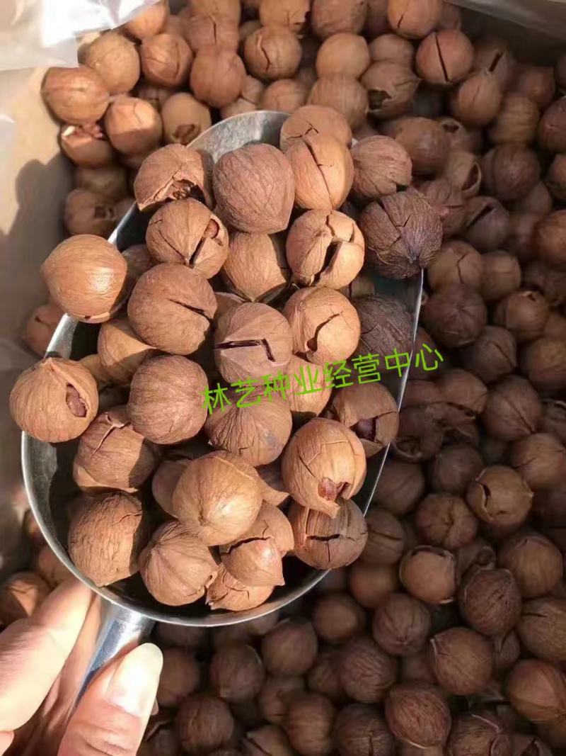 核桃种子新采核桃种子优质山核桃种子可作钻木嫁接各种核桃