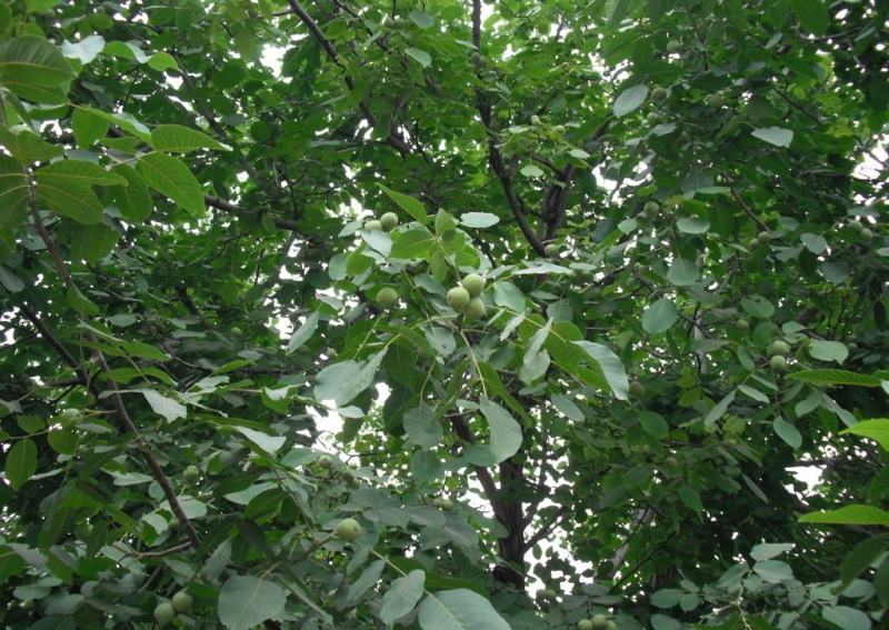 核桃种子新采核桃种子优质山核桃种子可作钻木嫁接各种核桃