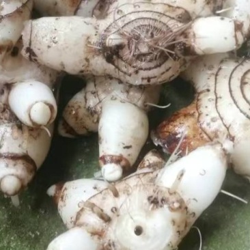 白芨中药材