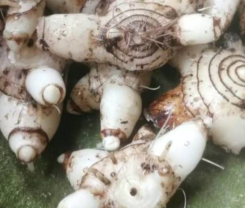 白芨中药材