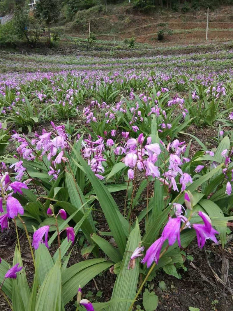 白芨中药材
