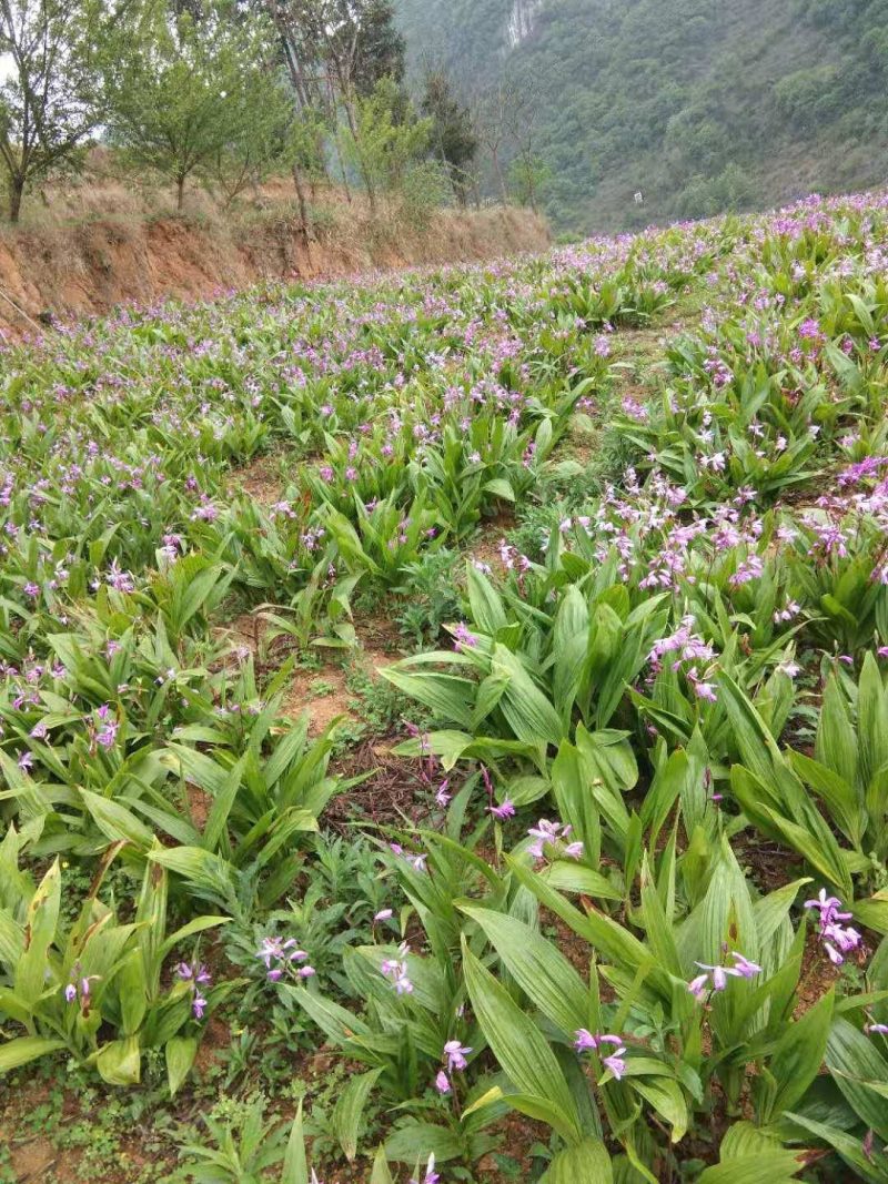 白芨中药材