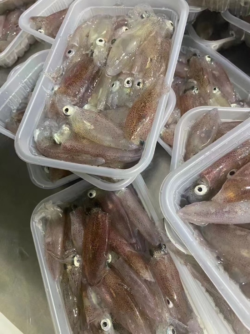 带子母鱿鱼/母鱿鱼/鱿鱼/鱿鱼管，全国发货